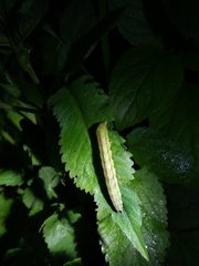 Condica illecta