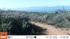 Herpestes pulverulentus