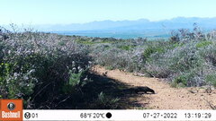 Herpestes pulverulentus