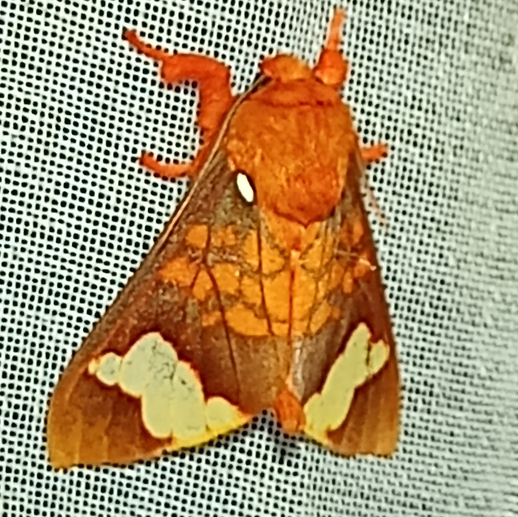 Echeta toulgoeti