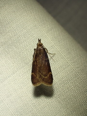 Aglossa electalis