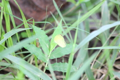 Eurema hecabe