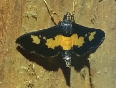 Salbia zena