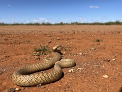 Pseudonaja aspidorhyncha