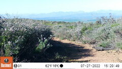 Herpestes pulverulentus