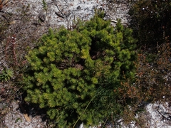 Stenanthera pinifolia