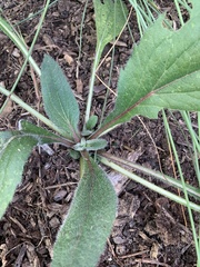 Rudbeckia hirta