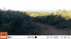 Herpestes pulverulentus