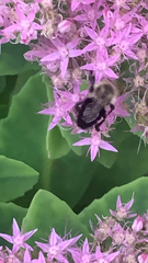 Bombus impatiens