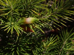 Stenanthera pinifolia