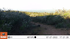 Herpestes pulverulentus