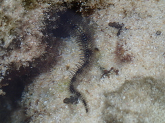 Ophiuroidea