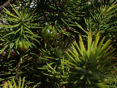 Stenanthera pinifolia