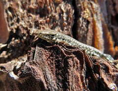 Podarcis guadarramae