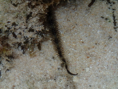 Ophiuroidea