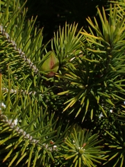 Stenanthera pinifolia