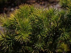 Stenanthera pinifolia