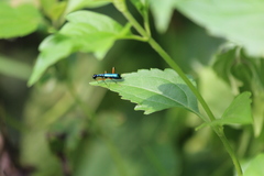 Neocollyris