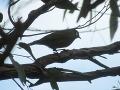 Nesoptilotis leucotis