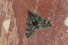 Chloroclysta siterata
