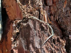 Podarcis guadarramae