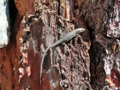 Podarcis guadarramae