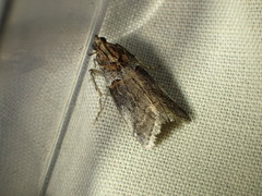 Acrobasis comptella