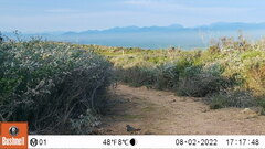 Cercotrichas coryphoeus