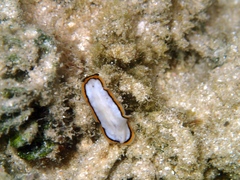 Pseudoceros meenae