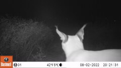 Caracal caracal