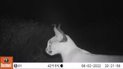 Caracal caracal