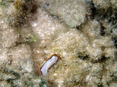 Pseudoceros meenae