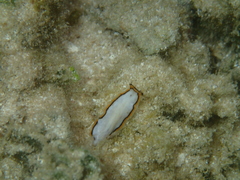 Pseudoceros meenae