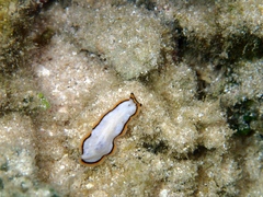 Pseudoceros meenae