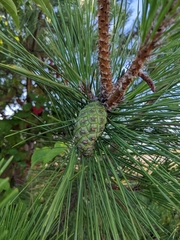 Pinus thunbergii