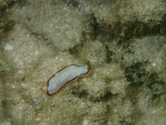 Pseudoceros meenae
