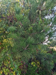 Pinus thunbergii