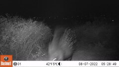 Hystrix africaeaustralis