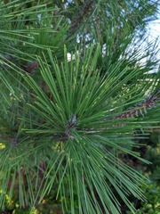 Pinus thunbergii