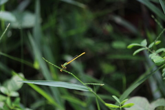 Ceriagrion coromandelianum