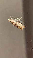Nomophila noctuella