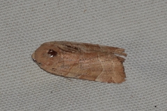Noctua fimbriata