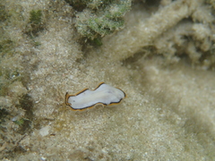 Pseudoceros meenae