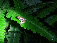 Indosylvirana