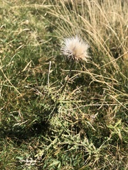 Carduus defloratus carlinifolius
