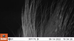 Hystrix africaeaustralis