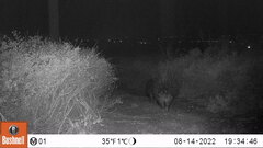 Hystrix africaeaustralis