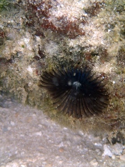Sabellidae