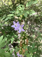 Campanula pyramidalis