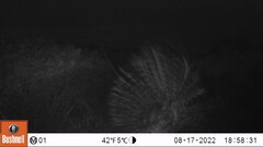 Hystrix africaeaustralis